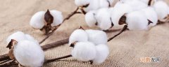 棉花的由来 棉花从何而来