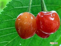 诗歌：夏雨连起爱与情