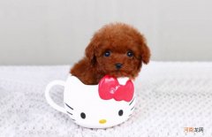 吉娃娃价格 吉娃娃多少钱