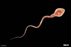怀孕精子要储存多久 精子放多久