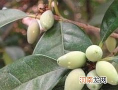 桂花果怎么吃 桂花果如何食用方法