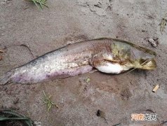 怎样钓鲶鱼 秋季怎样钓鲶鱼