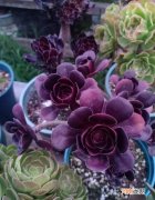 多肉养殖方法与技巧 多肉几天浇一次水最好