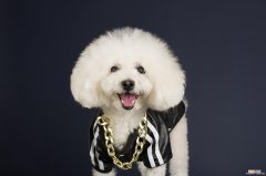 养比熊的女生什么性格 女生为什么不能养比熊