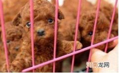 哪里可以买狗 杭州哪里可以买狗