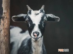 山羊造句 山羊在哪里