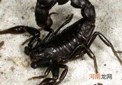 蝎子哪里有 十足蝎子哪里有