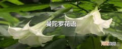曼陀罗花语