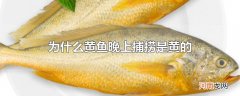 为什么黄鱼晚上捕捞是黄的