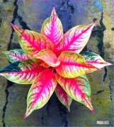 如意皇后怎么养叶子更大更红 如意怎么样