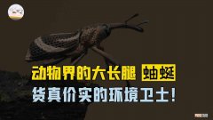 家里蚰蜒怎么来的 蚰蜒怎么读