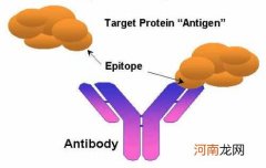 抗原抗体的相互作用 抗原是什么？