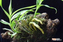 石斛附石盆景制作 石斛盆景