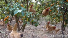 林下养鸡如何选择最适合的场地？ 林地养鸡