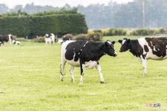 崔永元在美国孟山都的转基因 什么是转基因