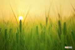 赵忠才｜小满感悟