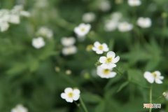 苏东坡：糊口不简朴，何不简朴过