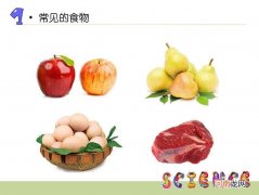 食物从哪里来 食物从哪里来教案