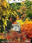 美在哪里 语文美在哪里