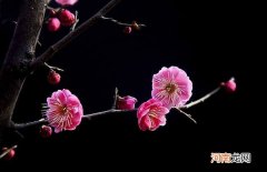 梅花哪里有 梅花哪里有修电脑的地方