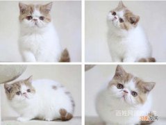 哪里有卖猫的 附近哪里有卖猫的地方