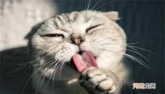 折耳是什么意思