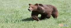 灰熊和棕熊的区别