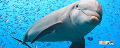 海豚有什么特点