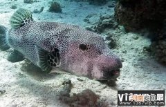 河豚哪里有毒 河豚哪里有毒素