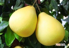 哪里产的 哪里产的西洋参质量最好