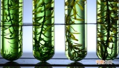 屁的主要化学成分是什么气体