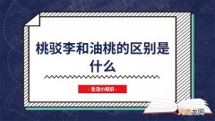桃驳李和油桃的区别是什么