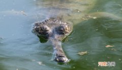扬子鳄是什么动物