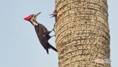 啄木鸟的美称