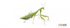 螳螂的食性