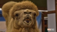 giao具体是什么意思