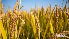 芒种的来历和风俗