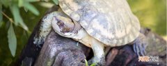 斑点龟是国家保护动物吗