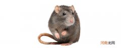 老鼠的特征是什么