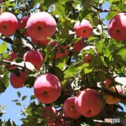 苹果哪里好吃 苹果哪里好