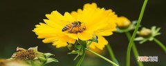 蜜蜂的特征有哪些