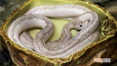 蛇怕硫磺还是雄黄