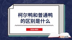 柯尔鸭和普通鸭的区别是什么