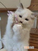 佛山南海哪里有猫卖 哪里有猫卖