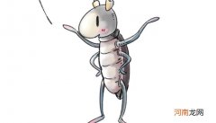 蟑螂是昆虫吗