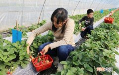 哪有摘草莓的地方 哪里有草莓摘