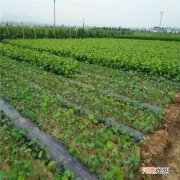 葡萄树苗哪里买 葡萄苗哪里买