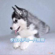 买狗应该在哪里买 买狗哪里买