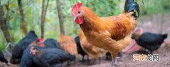 鸡的住处叫什么名称