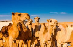 当今世界仅存的野骆驼在哪里 骆驼在哪里